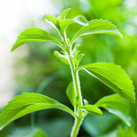 Natural sweeterner - stevia