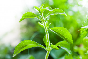 Stevia Yetiştiriciliği